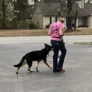 Trainer walking dog on leash outdoors