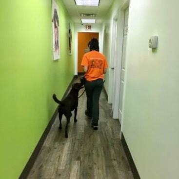 Trainer walking black dog down hallway on loose leash