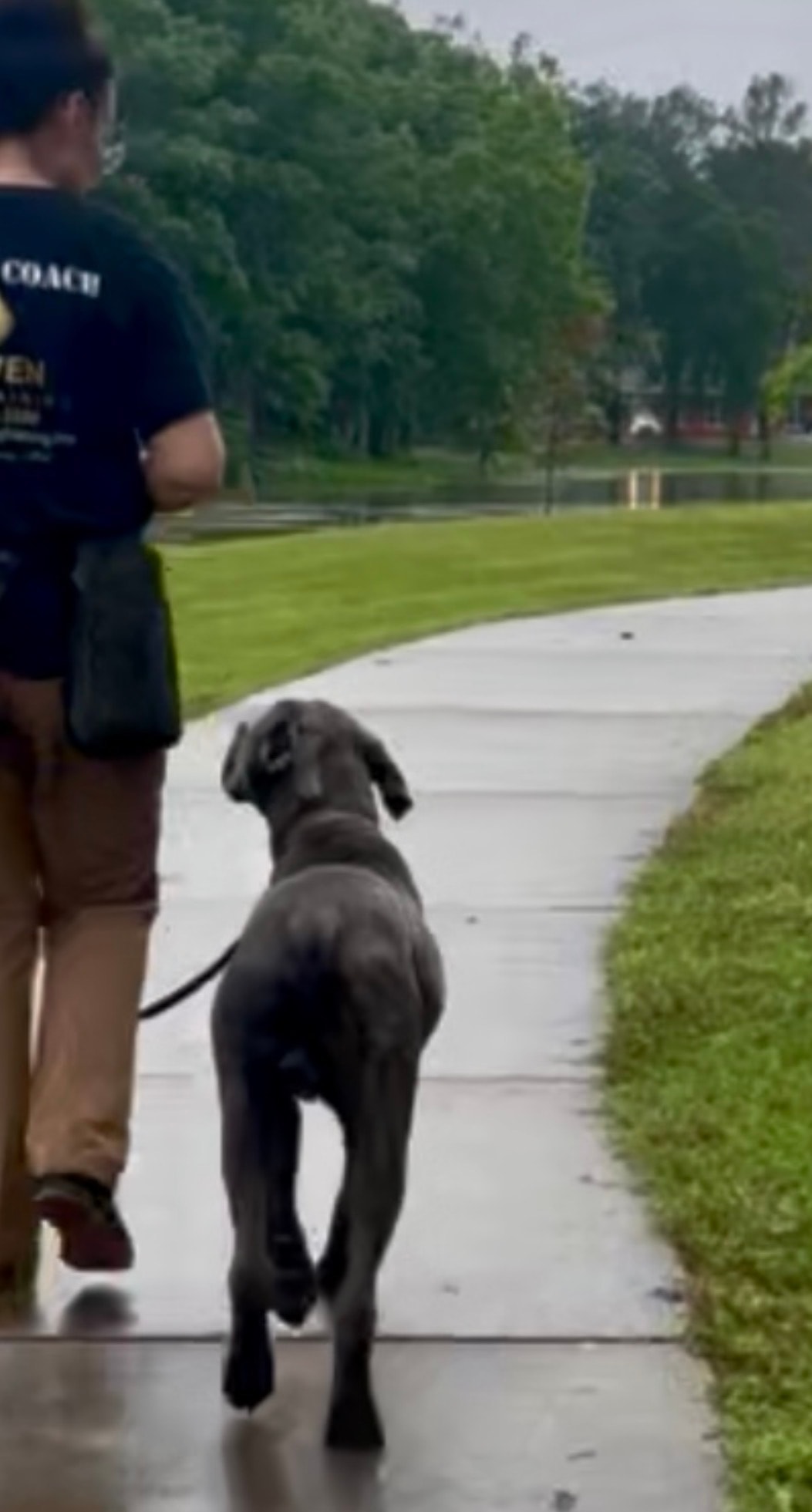 Haven trainer walking Primus on leash outdoors