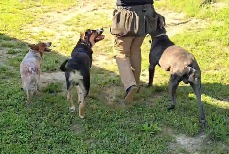 Trainer walking three dogs together on leash outdoors