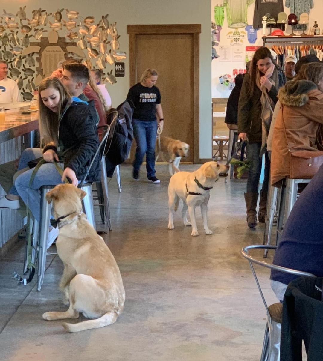 Yeti and Piper community testing with dogs in public indoor venue