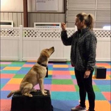 Trainer working with yellow Lab on place board during obedience testing