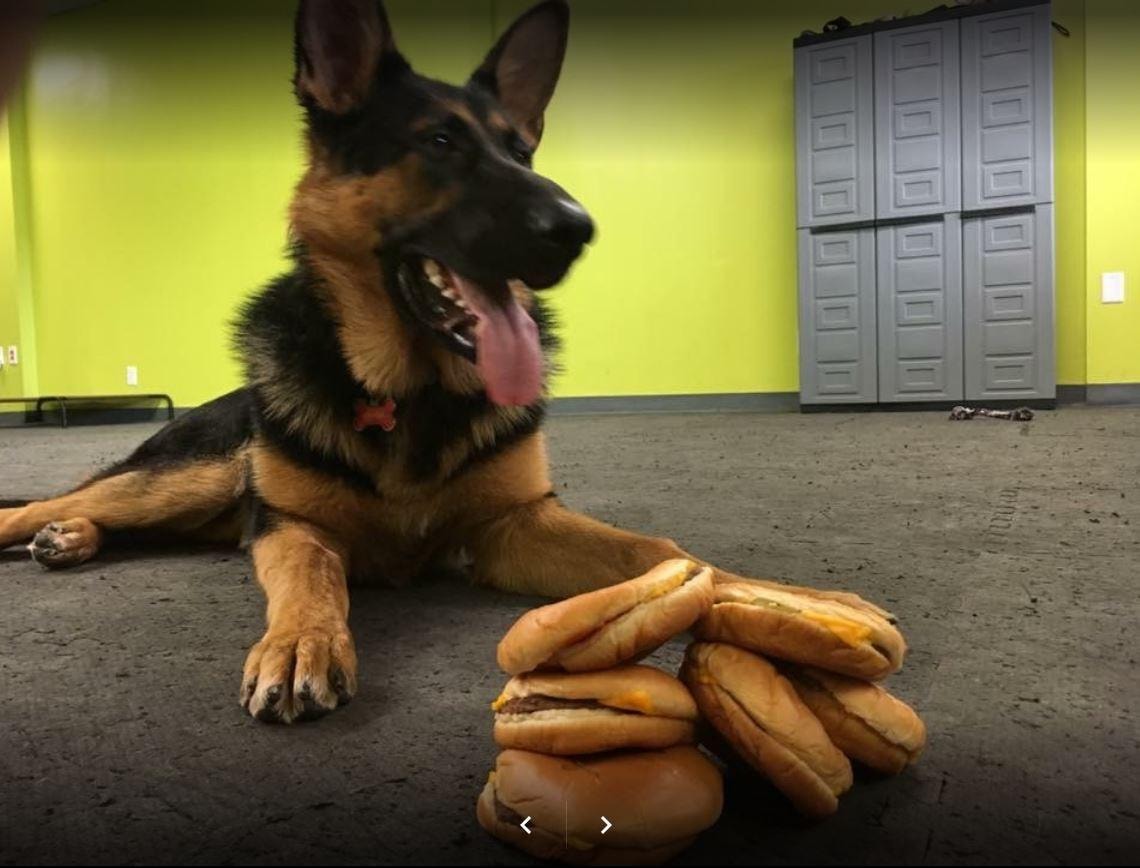 Well-trained dog