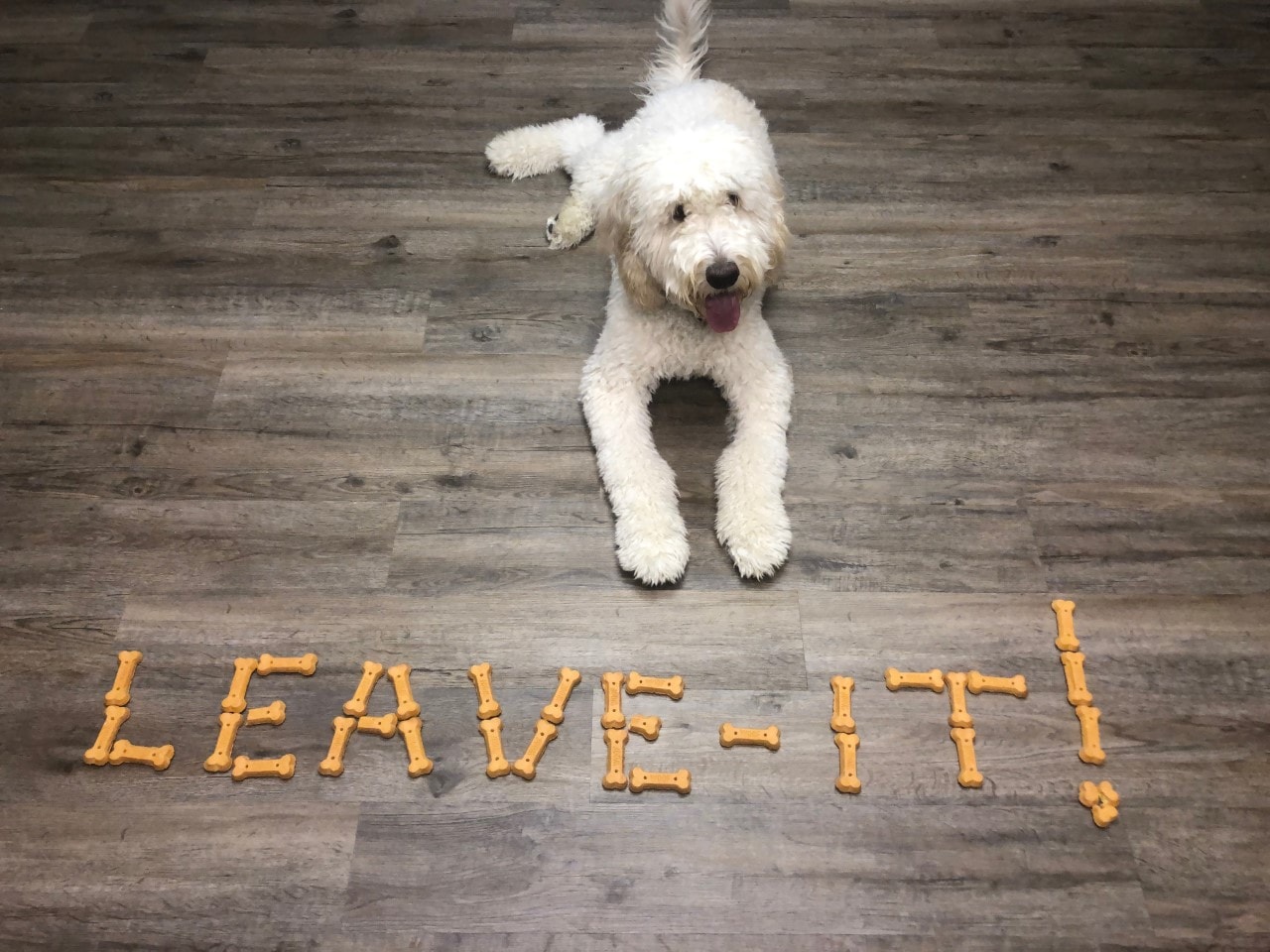 Pet Dog Obedience